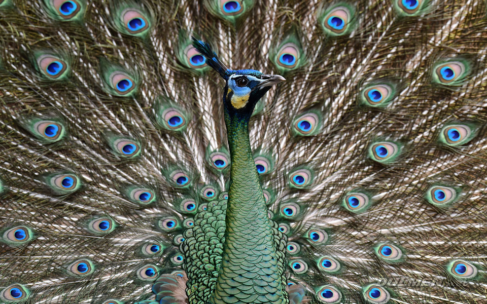 Green Peafowl (male, Pavo muticus)